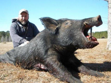 Alabama hog hunting