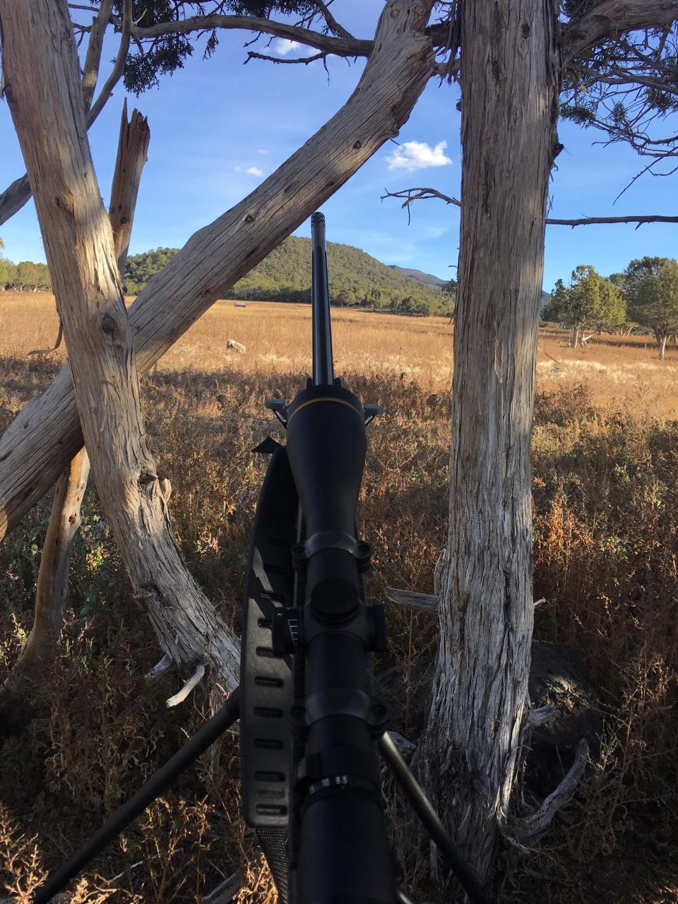 Colorado hunting land